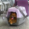 Переноска для животных ZooExpress (ЗооЭкспресс) «Турне» S, фиолетовая, 42*29*29,5 см