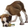 Petstages Dogwood - Игрушка для собак "Шишка"